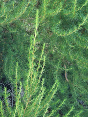 Cliffortia paucistaminea