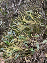 Stelis pittieri