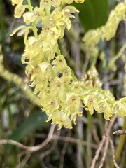 Stelis pittieri