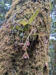 Epidendrum pallens