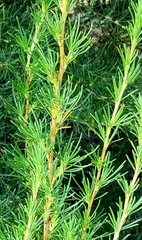 Cliffortia paucistaminea