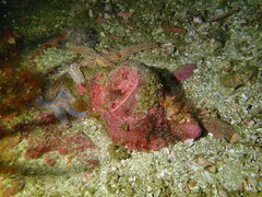 Tonnoidea