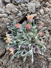 Townsendia scapigera