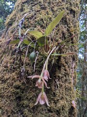 Epidendrum pallens