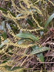 Stelis pittieri