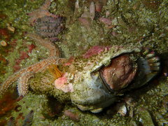 Tonnoidea