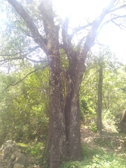 Quercus canbyi