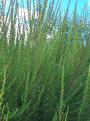 Cliffortia paucistaminea