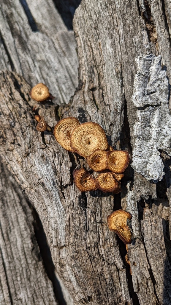 Lentinus arcularius · May 2022 · photo: © atsushi_nakajima_cirque (iNaturalist, cc-by)