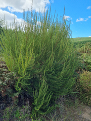 Cliffortia paucistaminea