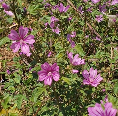 Malva sylvestris sylvestris