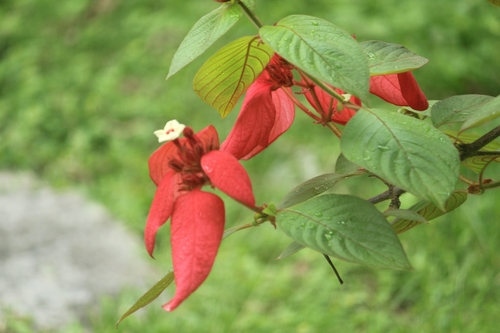 Mussaenda erythrophylla