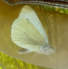 Pieris rapae