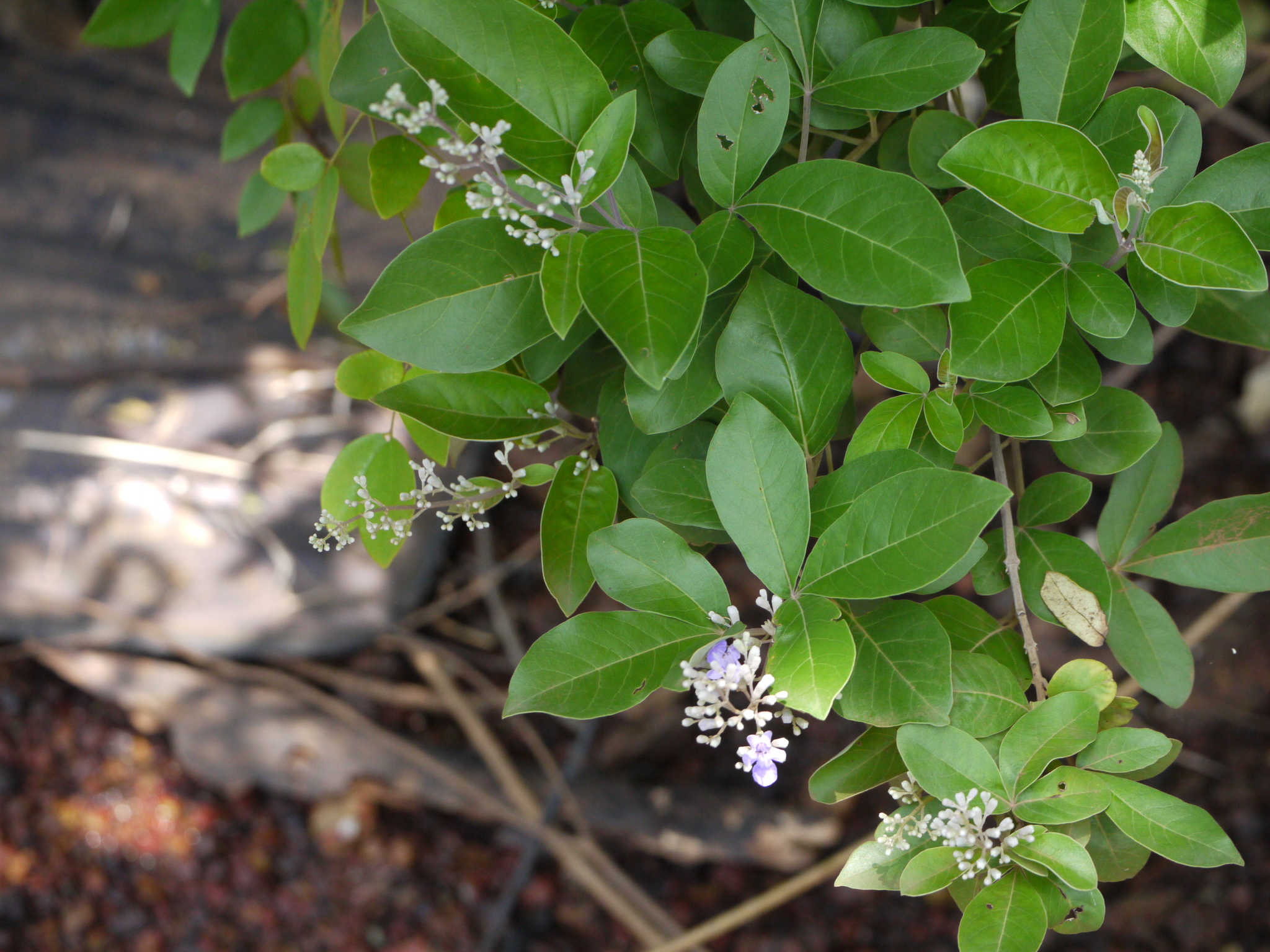 Vitex trifolia L.