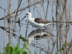 Himantopus himantopus