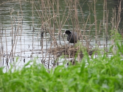Fulica atra