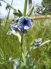 Cynoglossum creticum