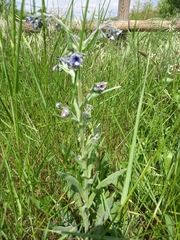 Cynoglossum creticum