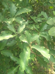 Quercus runcinatifolia