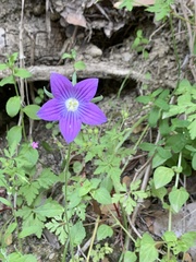 Campanula ramosissima