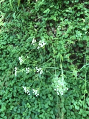Changium smyrnioides