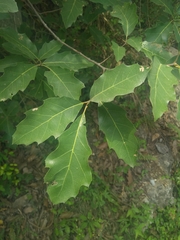 Quercus runcinatifolia