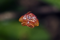 Paraplectana duodecimmaculata