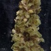 Sargassum polyceratium ovatum - Photo (c) Sarka Martinez, some rights reserved (CC BY-NC), uploaded by Sarka Martinez
