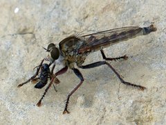 Phileris prionostylus