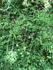 Changium smyrnioides