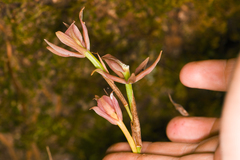 Epidendrum pallens