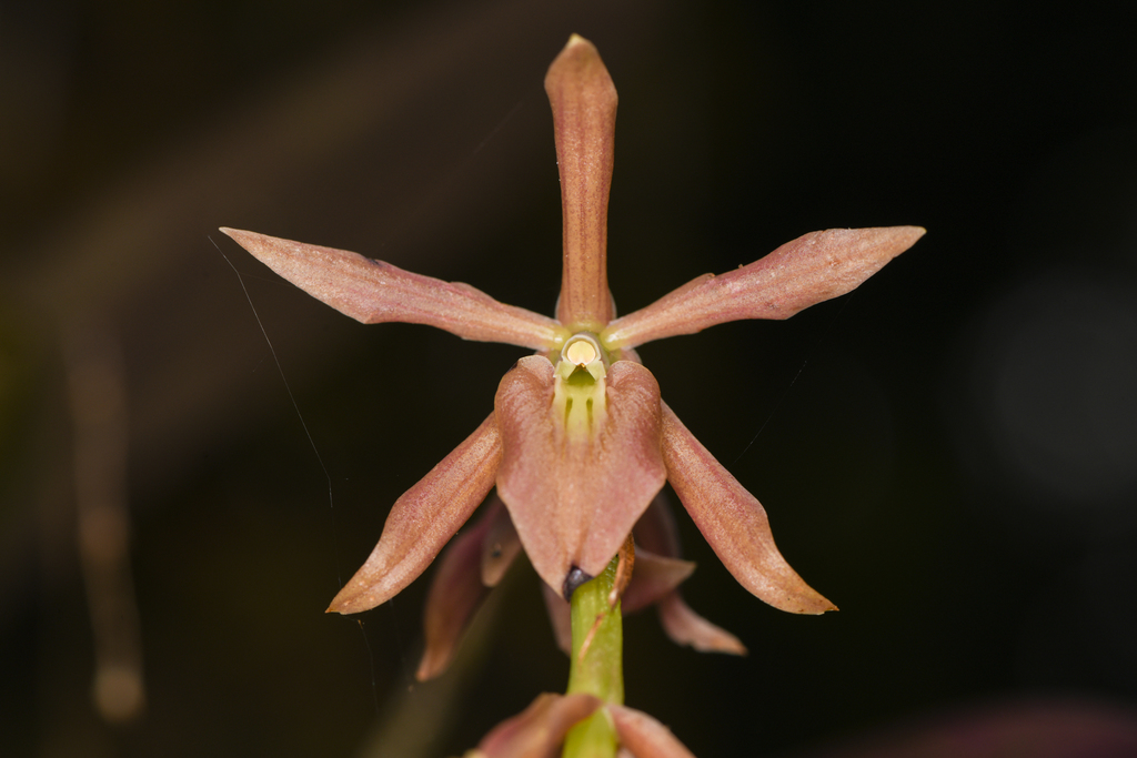 Epidendrum pallens