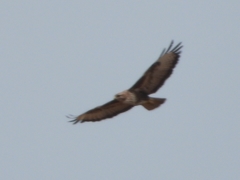 Buteo buteo