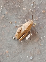 Oedipodinae