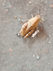 Oedipodinae