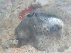 Eudistoma