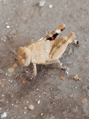 Oedipodinae