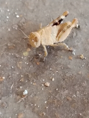Oedipodinae
