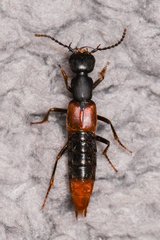 Misantlius