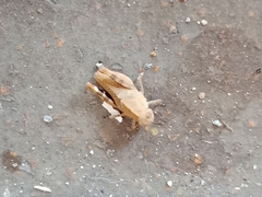Oedipodinae
