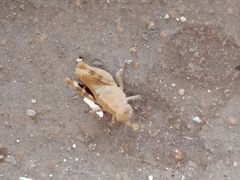 Oedipodinae