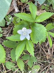 Anemonoides quinquefolia