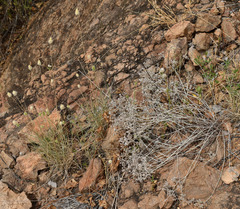 Enneapogon lindleyanus