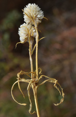 Gomphrena flaccida