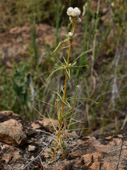 Gomphrena flaccida