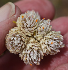 Gomphrena flaccida