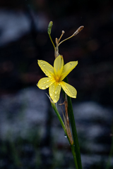 Moraea pyrophila
