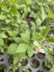 Geum canadense texanum
