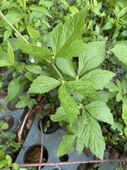 Geum canadense texanum
