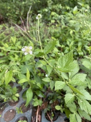 Geum canadense texanum